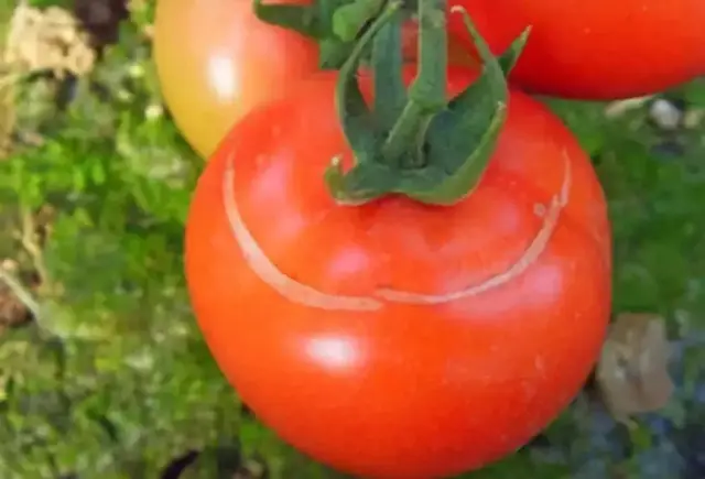 夏季西紅柿常見病害及防治技術