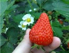草莓專用葉面肥