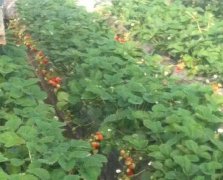 草莓葉面肥效果