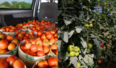 西紅柿播種時期用什么肥料？這4點管理事項一定